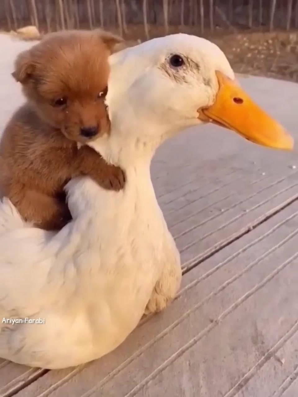 This adorable puppy has a new best friend; really cute puppies