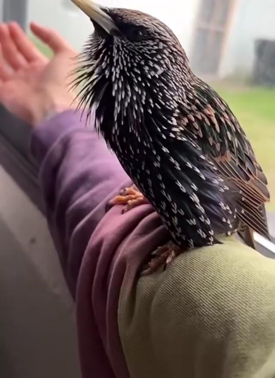 This bird, and the sounds it can make amazing; pretty birds