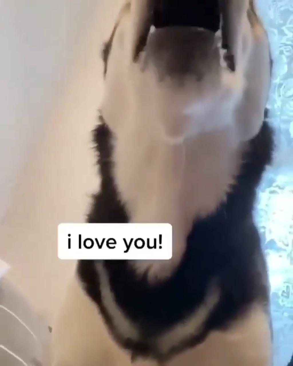 This husky speaks english; animal humour