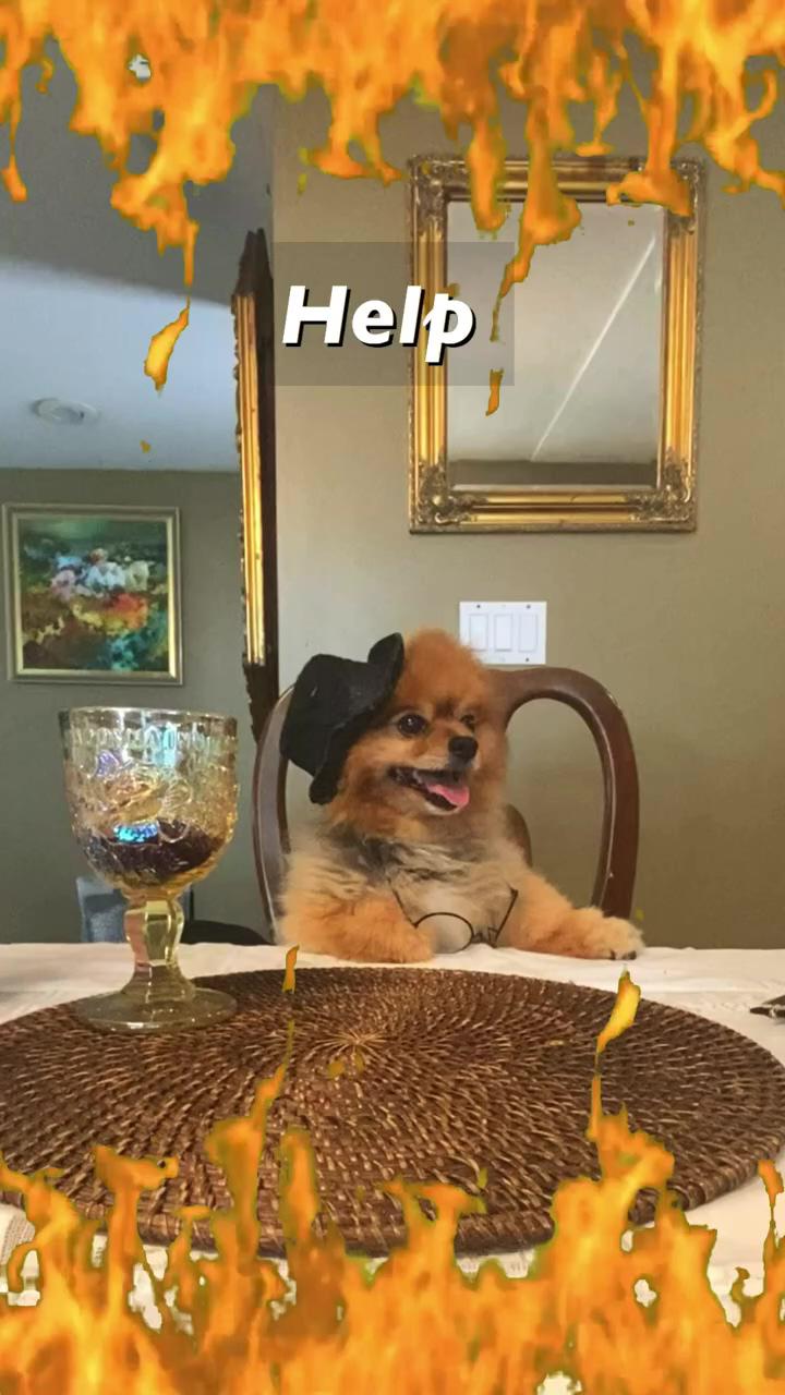 This is fine dog meme | canelo with his dog