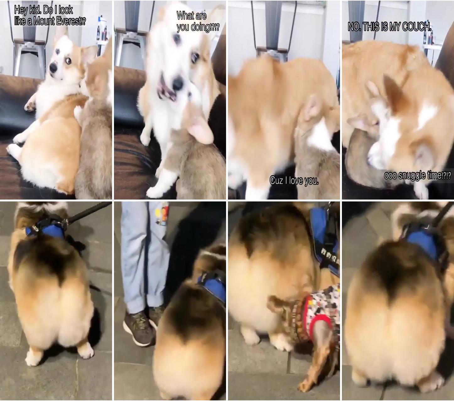 This is how my corgo welcome smol corgo; wag that fluffy butt