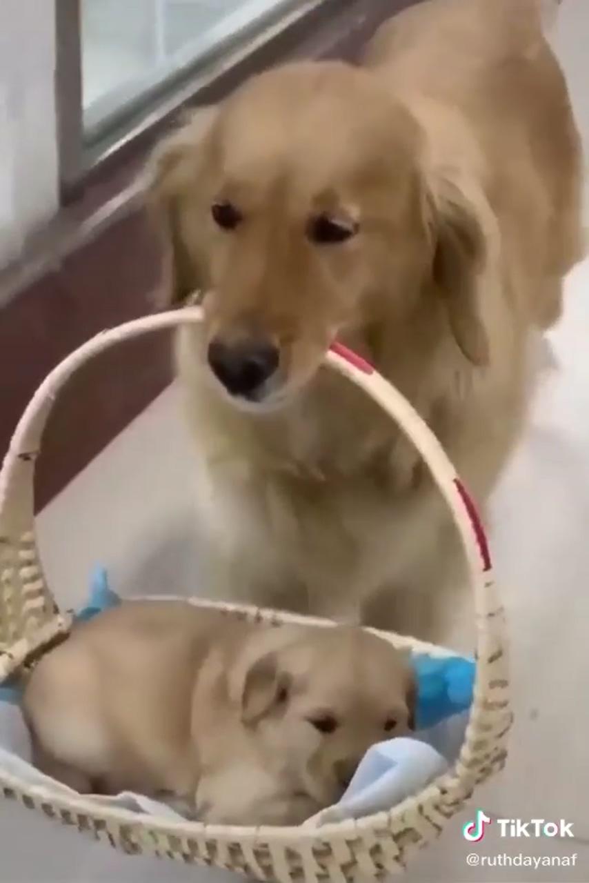 This is what a proud mom looks like; cute baby puppies