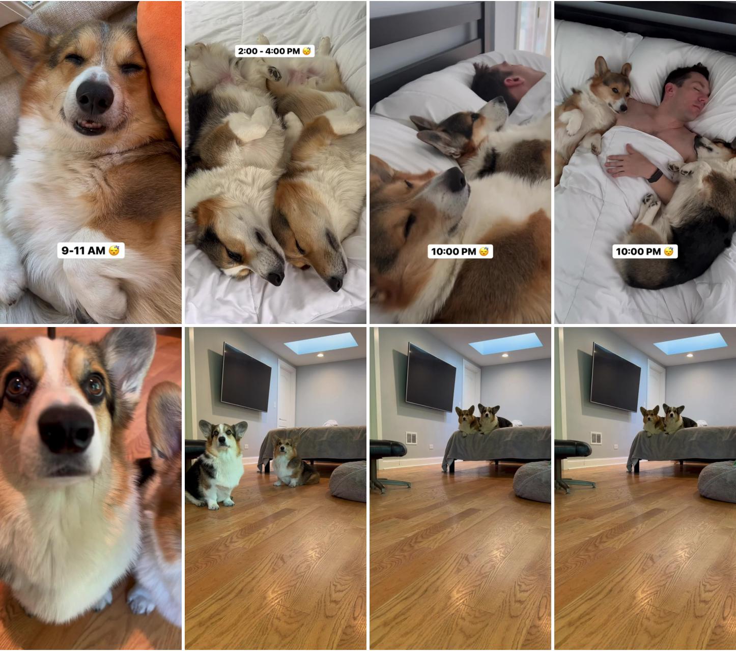 This is what life with two corgis is like; cute puppies