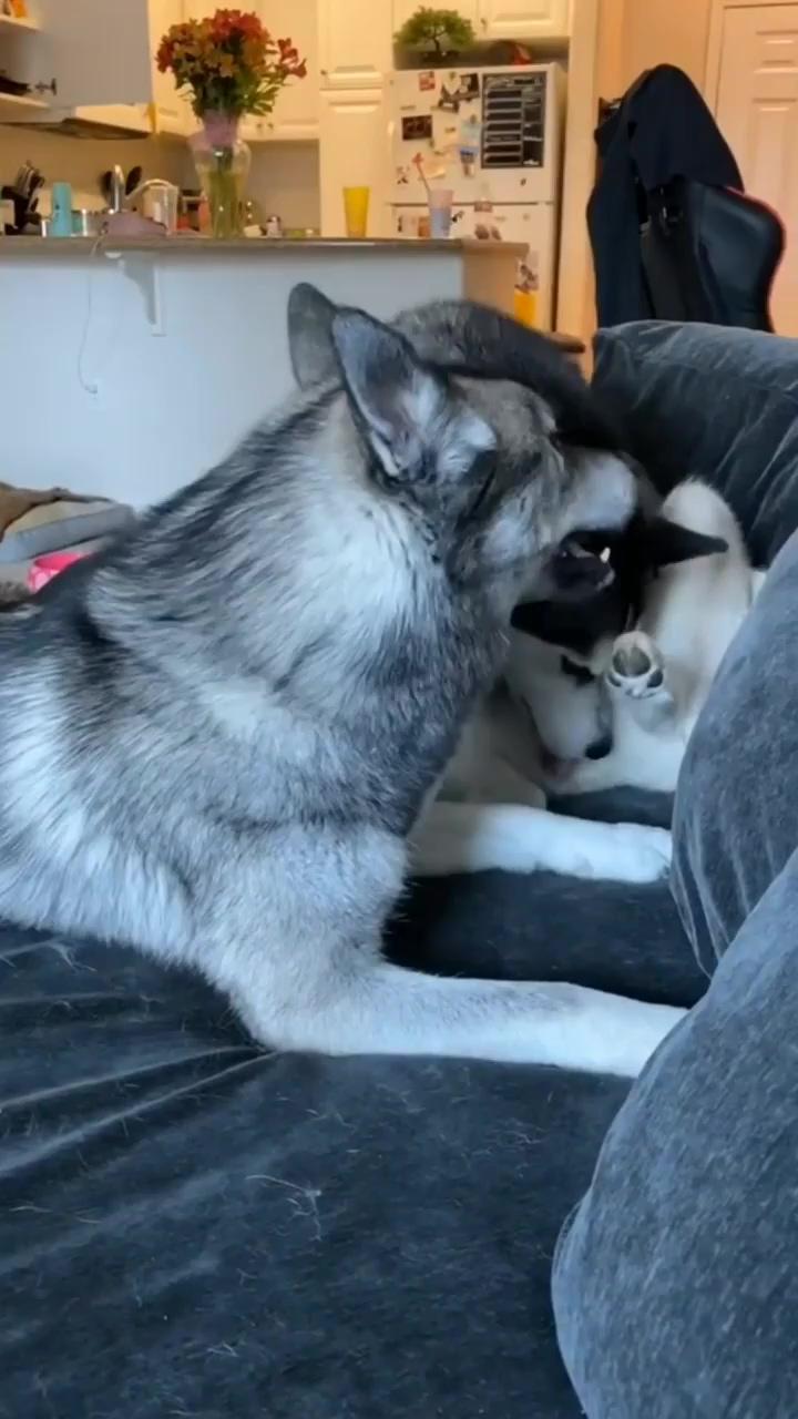 This is why i love huskies; this video of a dog tickling a baby has gone viral and you can see why ig: pubity