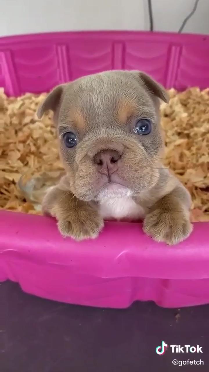 This puppy is lovely; super cute puppies