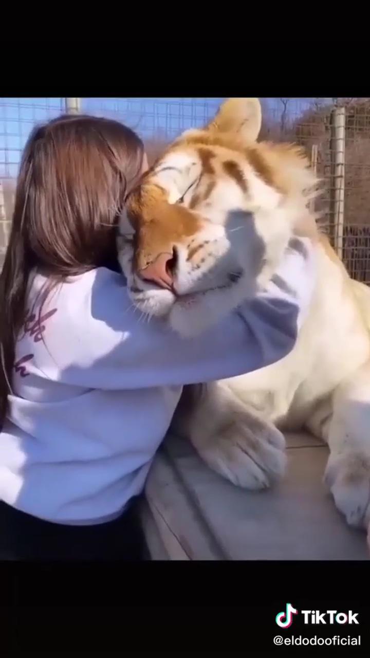This tiger loves to be petted | top funny dogs of 2021 - number 61