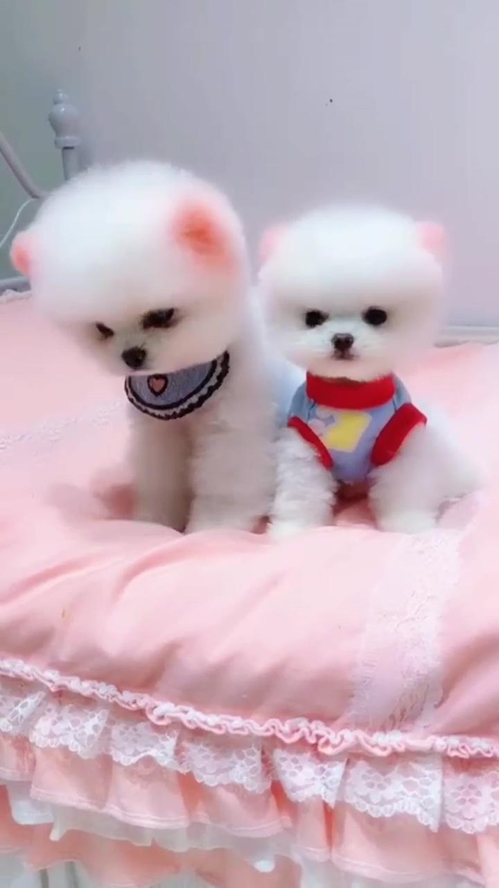 Tik tok puppy. full video on youtube; awww he is so cute