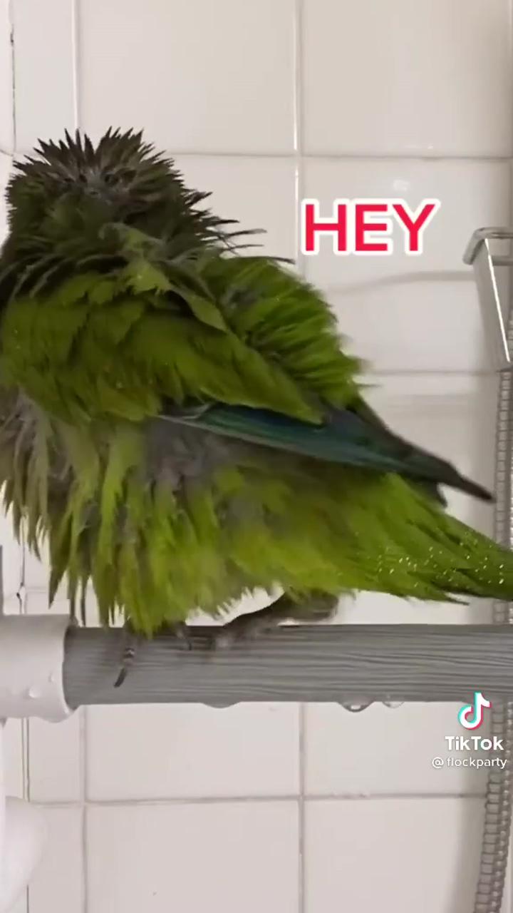 Tiktok: flockparty; that was the biggest how dare you mock me. oh the humanity