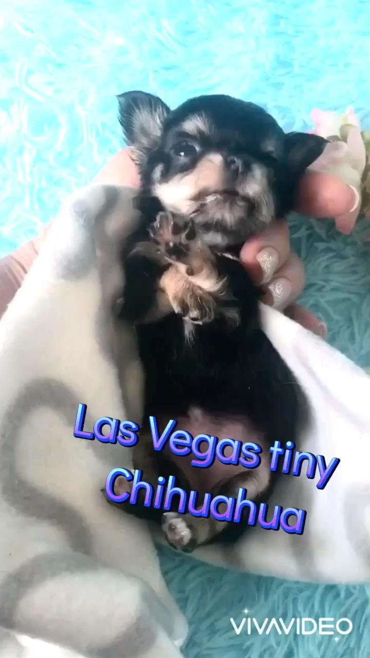 Tiny jelly bean 5 weeks old only 6. 5 oz; chihuahua puppies for sale