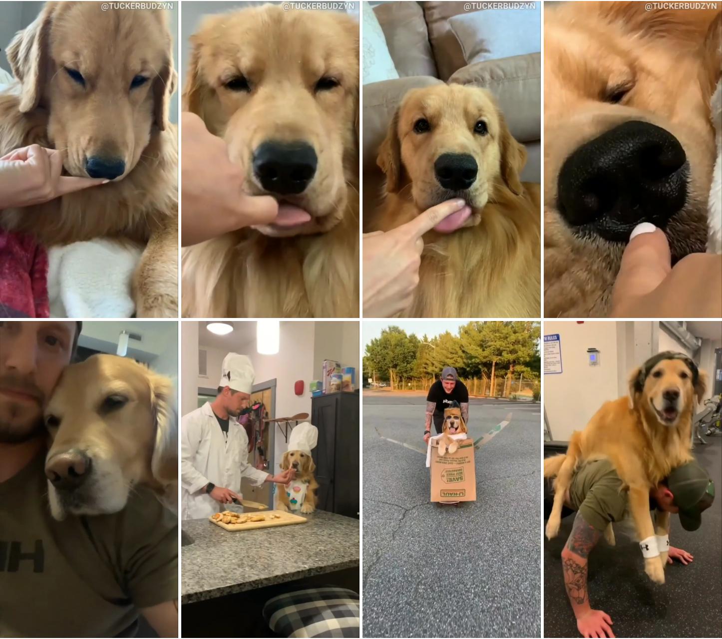 Tongue love, tongue out; this is life with a golden be like, how cute