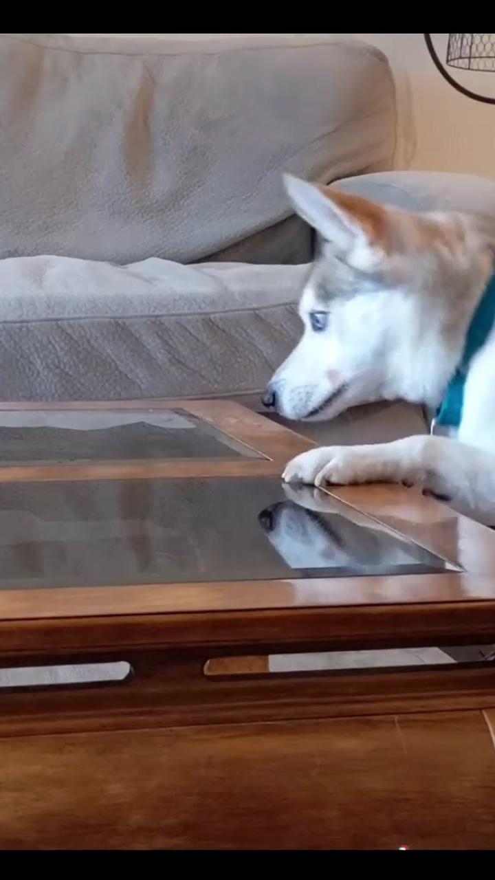 Try not to laugh - funny dogs 03; husky refuses to say awoo like other huskies do