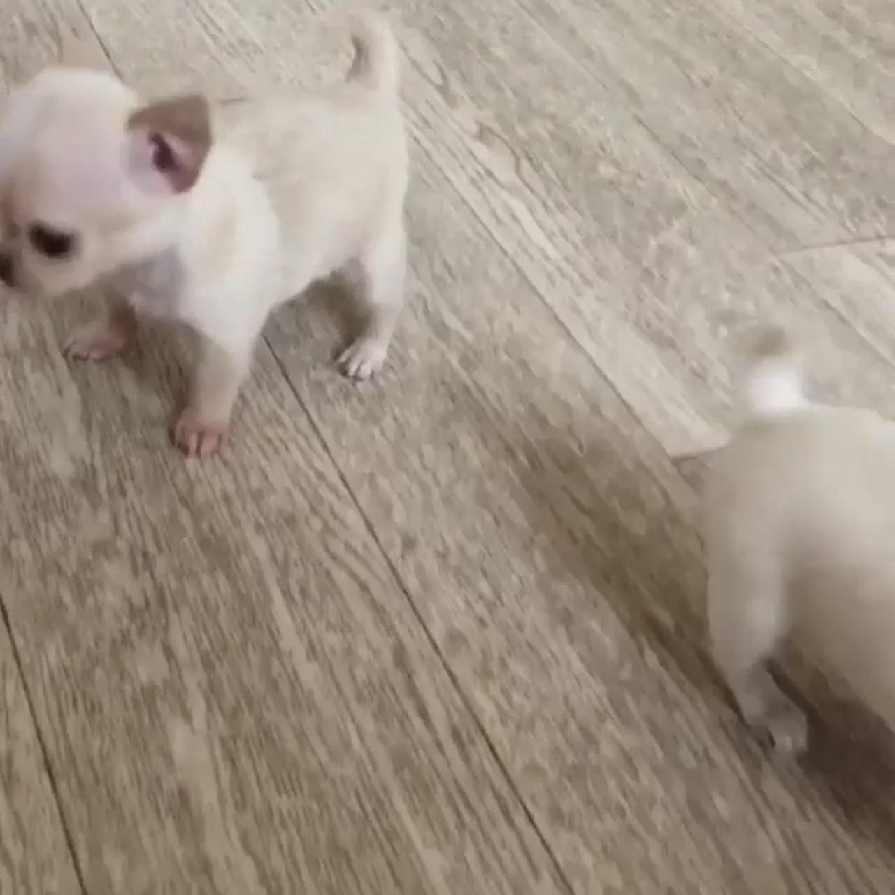 Two cute puppies; cute little animals