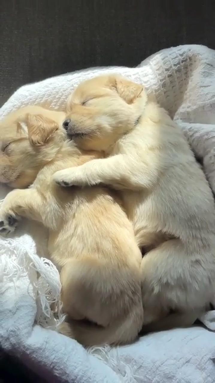 Very cute dogs; cute little puppies