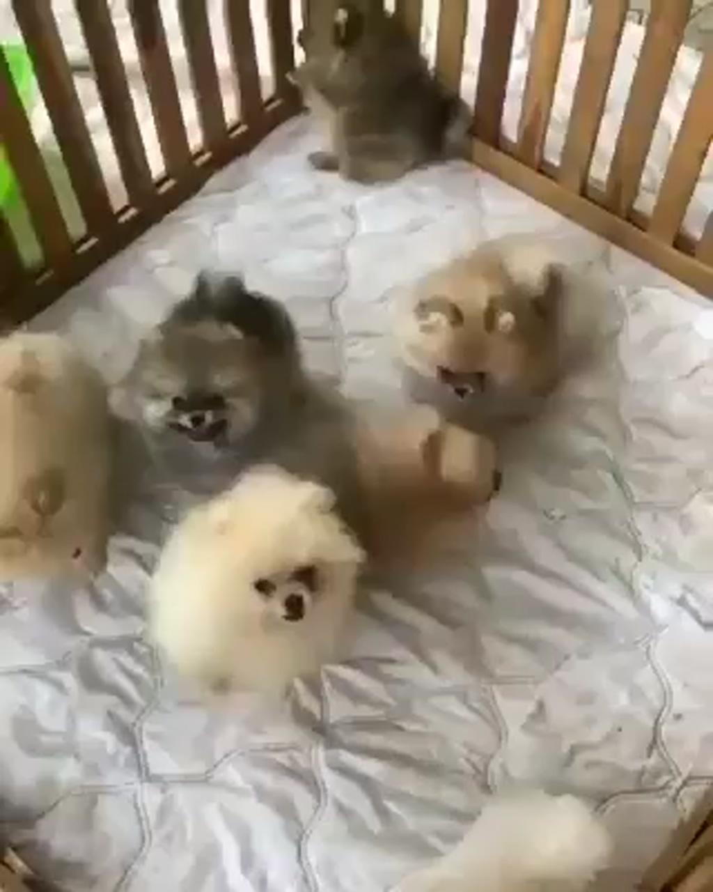 Very cute puppies; cute animals puppies