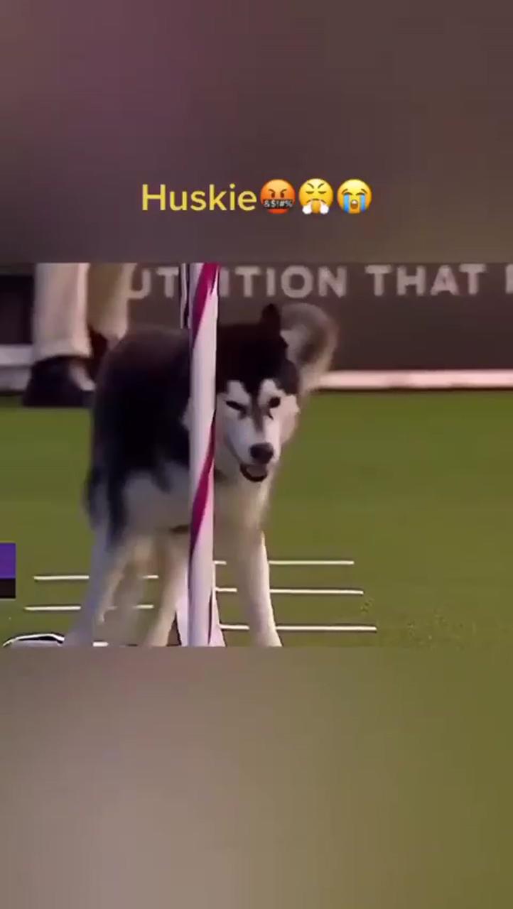 Wait and see. huskie; cute funny dogs