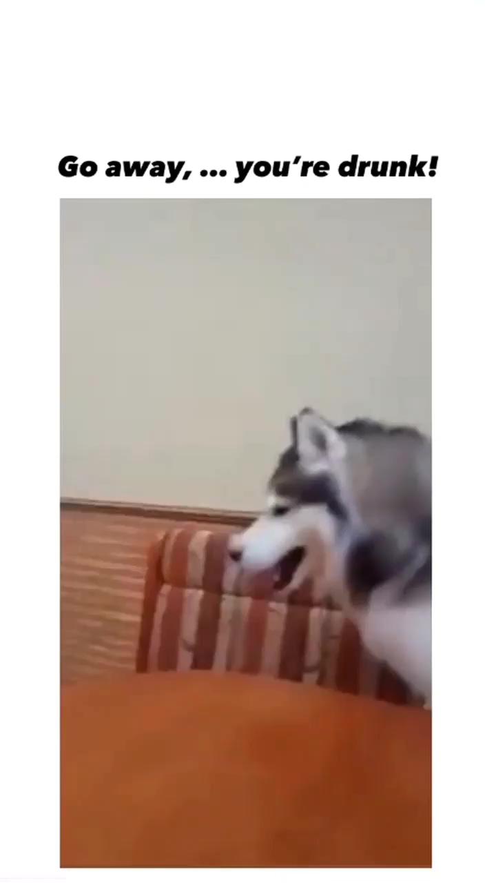 Wait until the end. huskies are always dramatic; tag your bestie