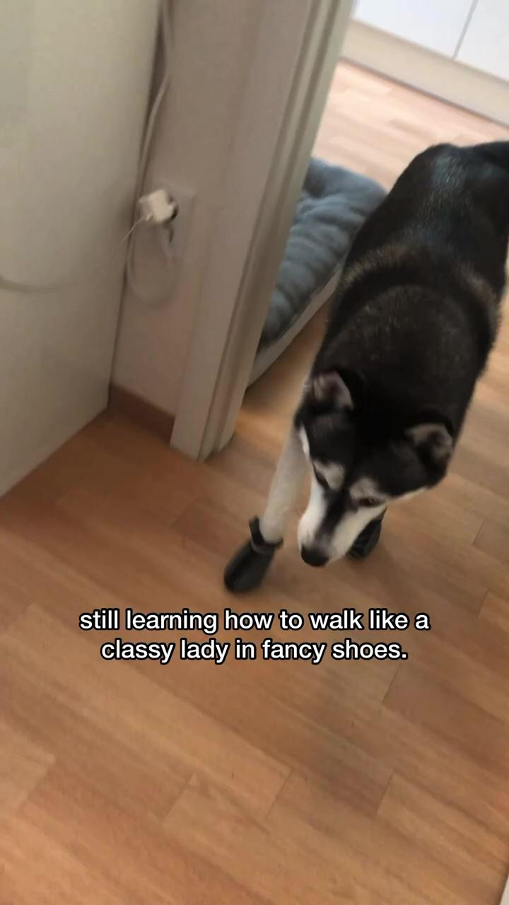 What do you think, 10/10 #dog #husky #doglovers #dogs; funny animal videos