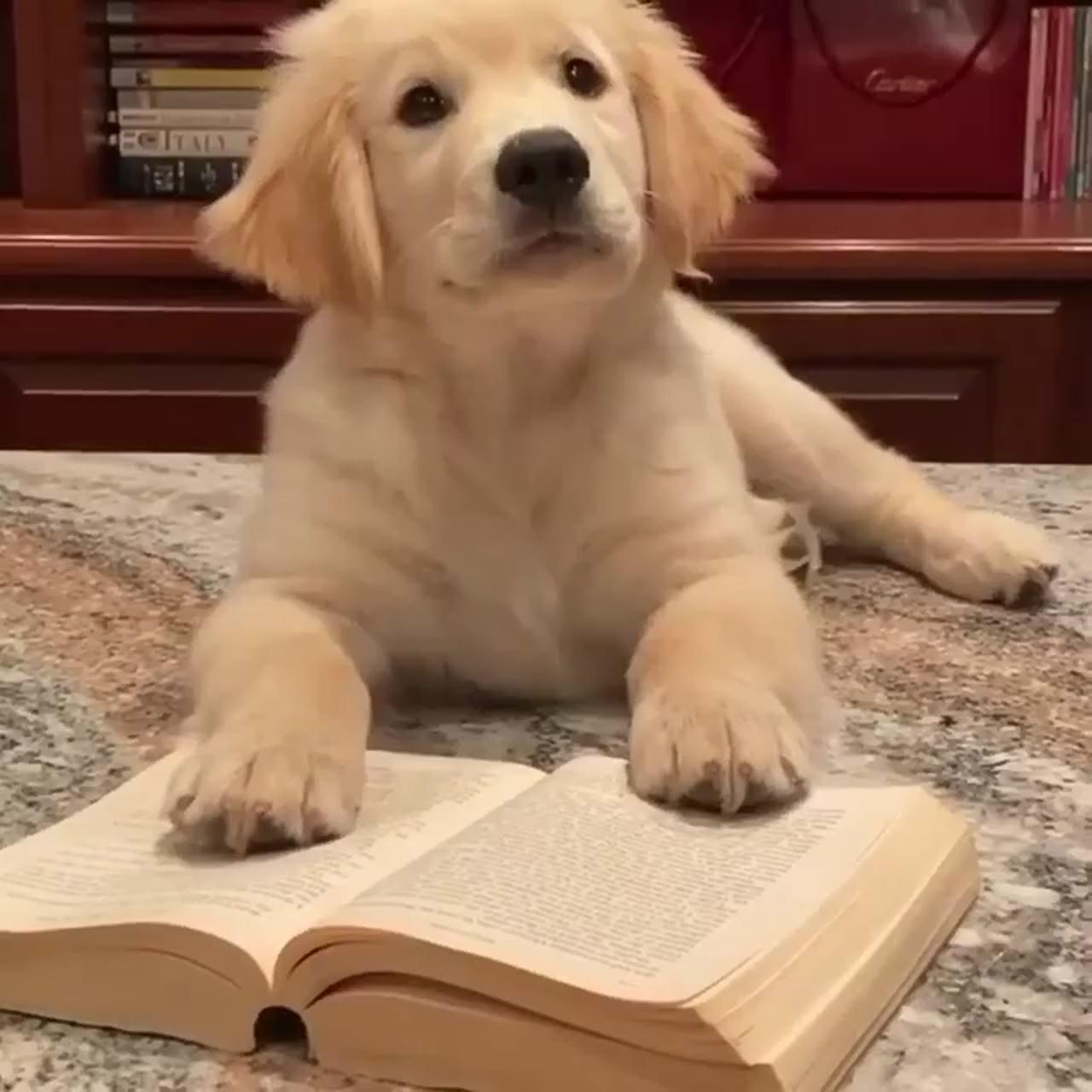 When a dog reading book; nope i want more
