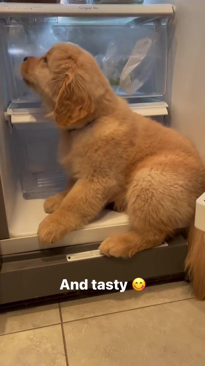 When i first discovered the refrigerator, it was so cool; what a cutee doggo