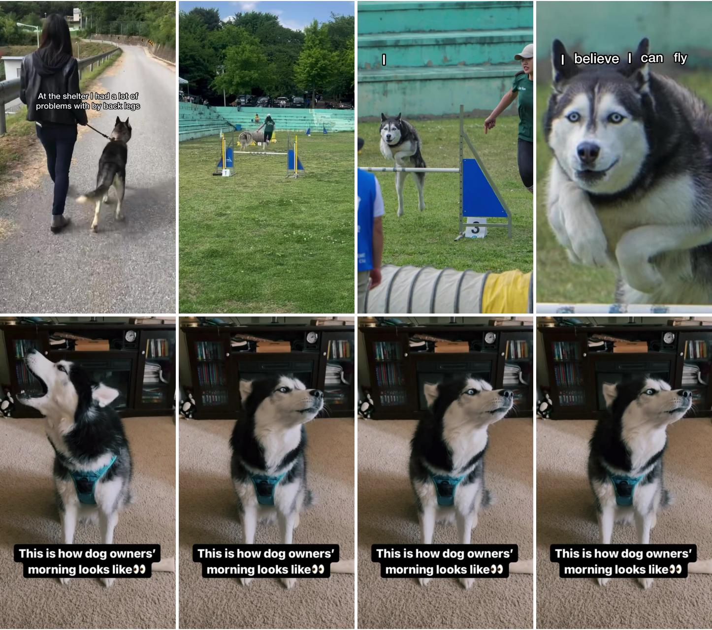 When you believe, anything is possible #dogagility #husky #dog #doglovers; good morning