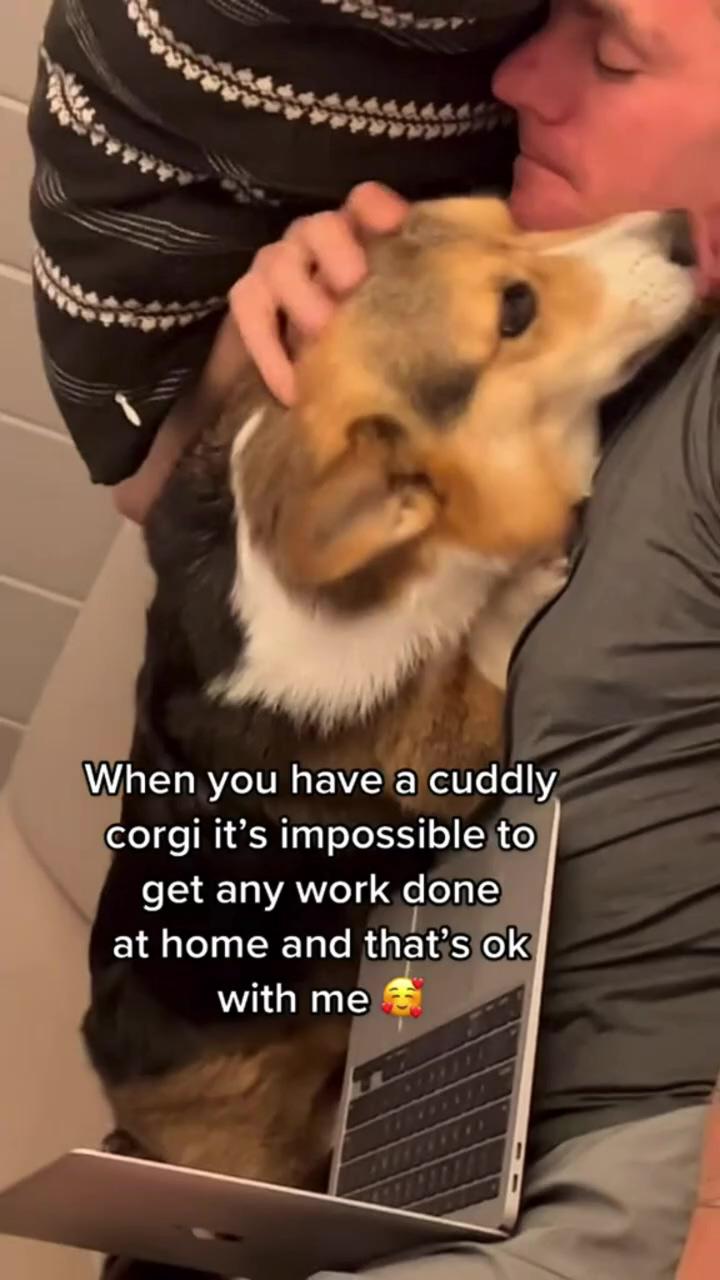 When you have a cuddling corgi is impossible to get any work done at home; awwww 