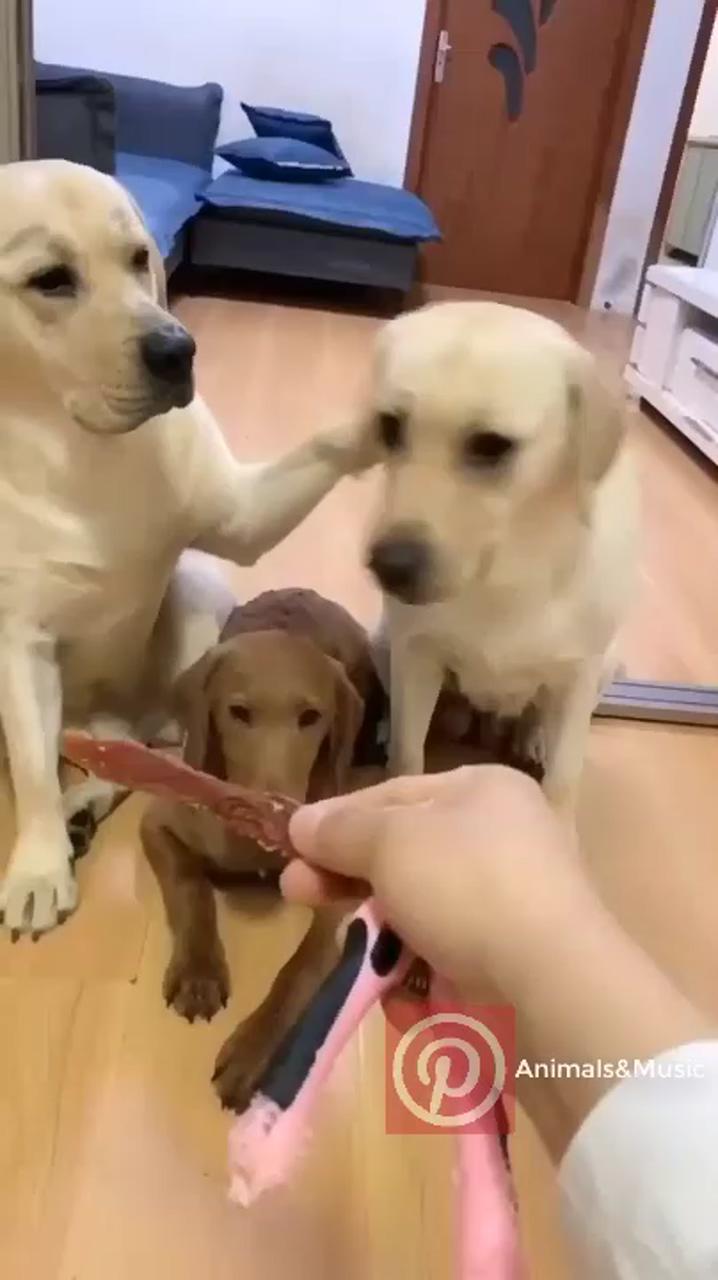 Which one of you is first tell me reaction in so cute; cute funny dogs