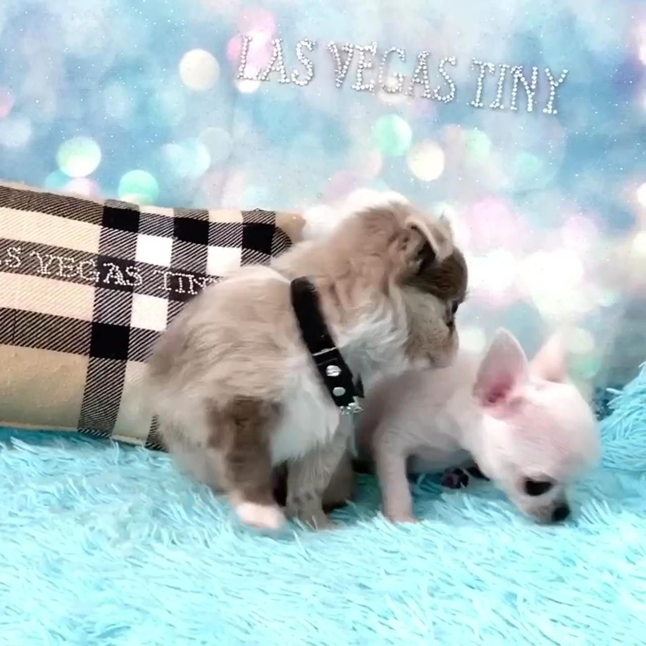 White and blue merle chihuahua, cute friends; little chanel dress, teacup chihuahua