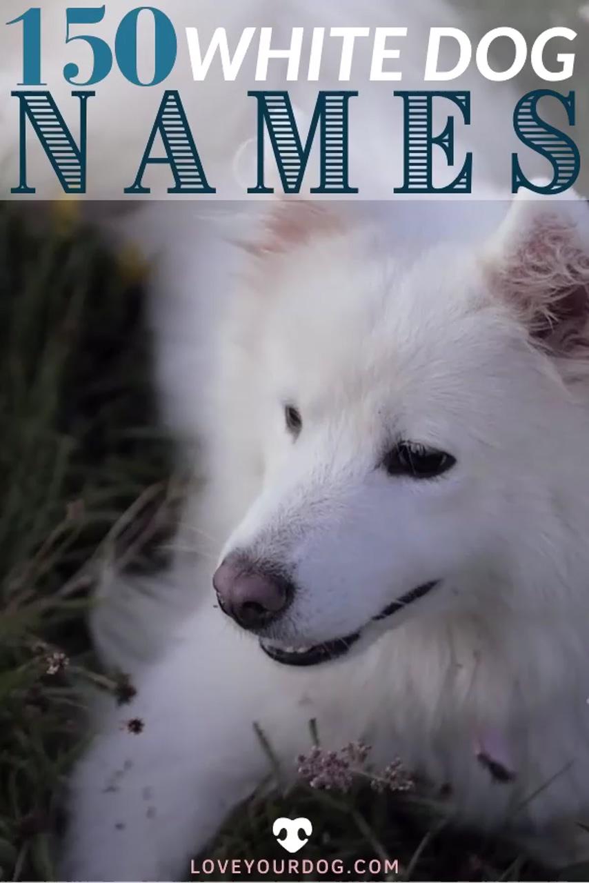 White dog names: 150 male female names for white puppies; cute white puppies