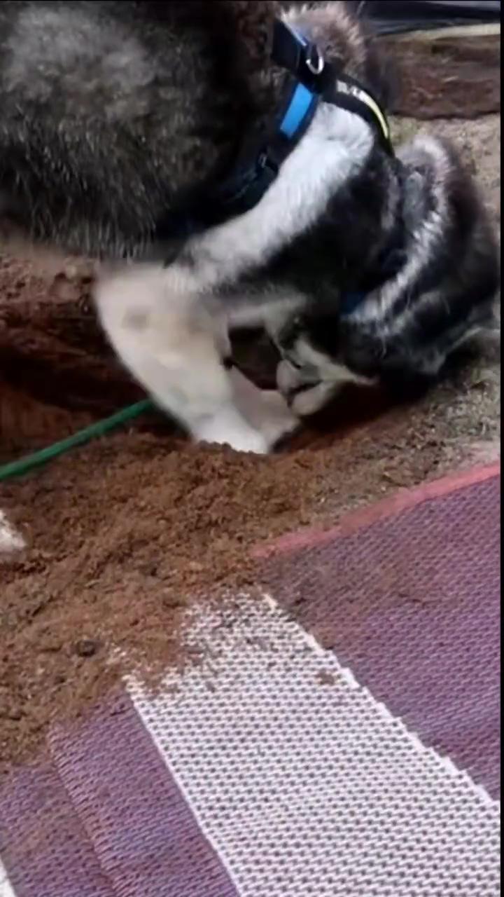 Why does my husky love to dig; hahah so weird dog 