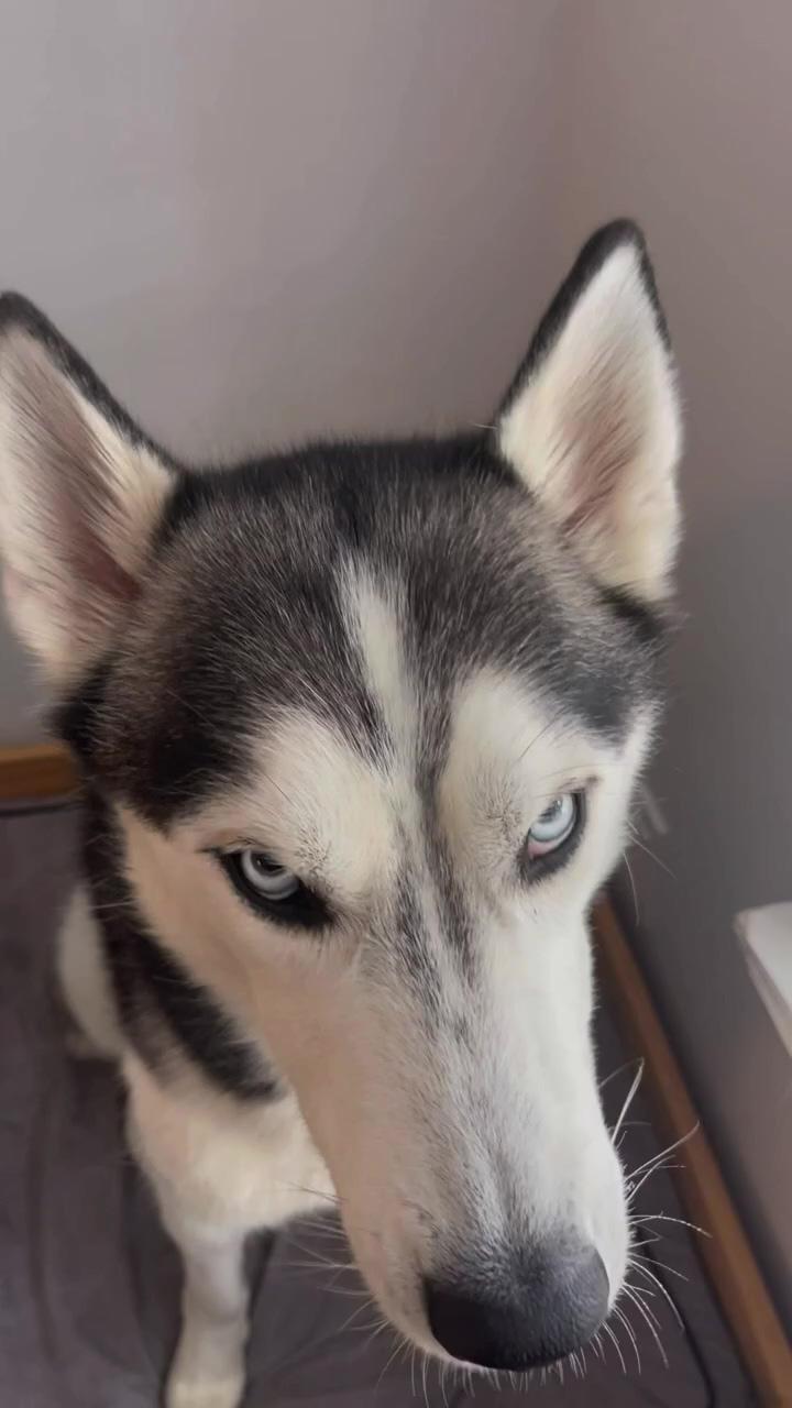 Will this chatty husky keep a secret; everyone take notes this is how you ruff