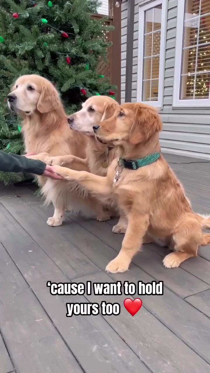 Will you hold these 3 beautiful paws ; cute funny dogs