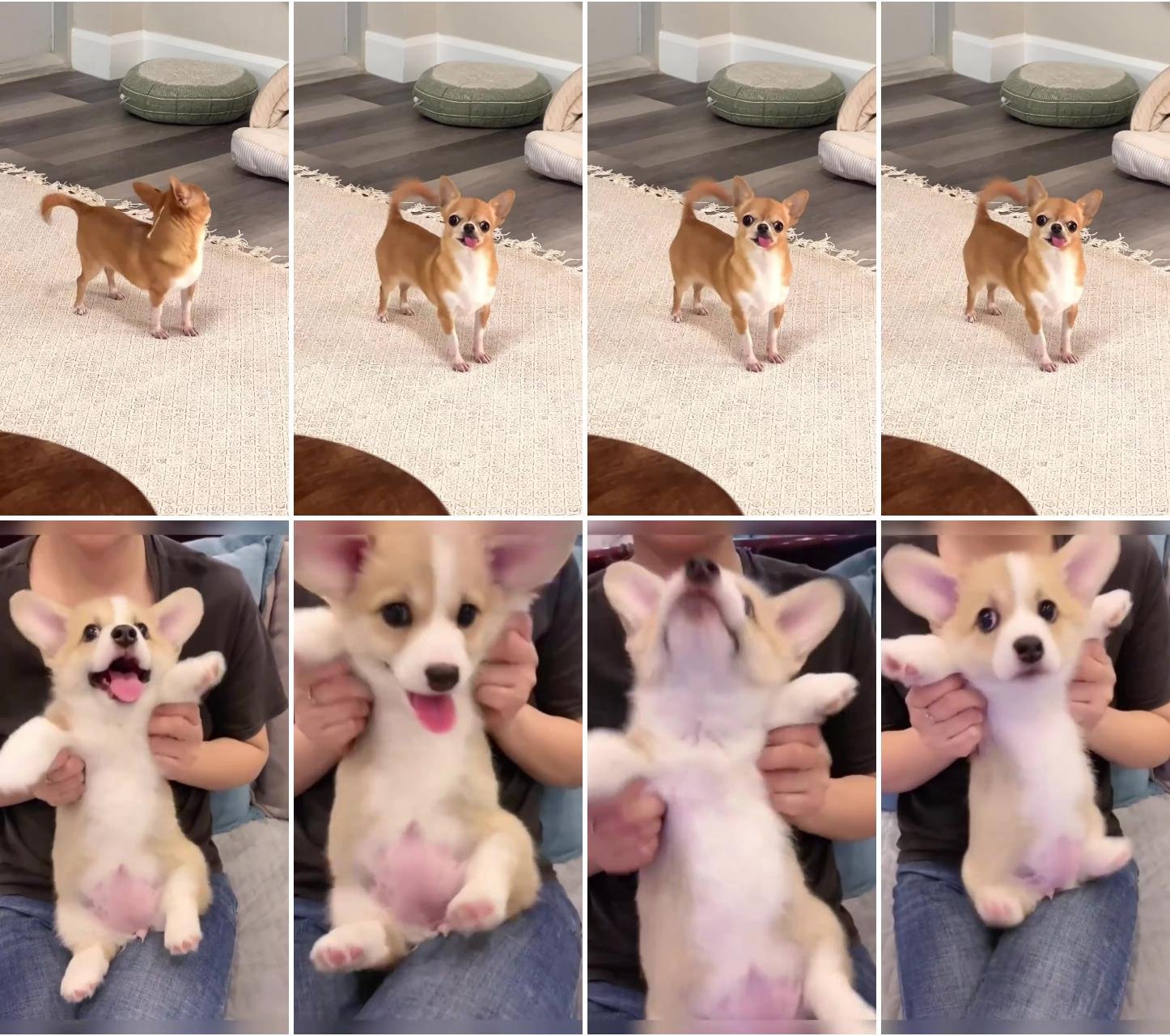 Wow. look this cute dogie wow. look this cute dogie; funny animal videos