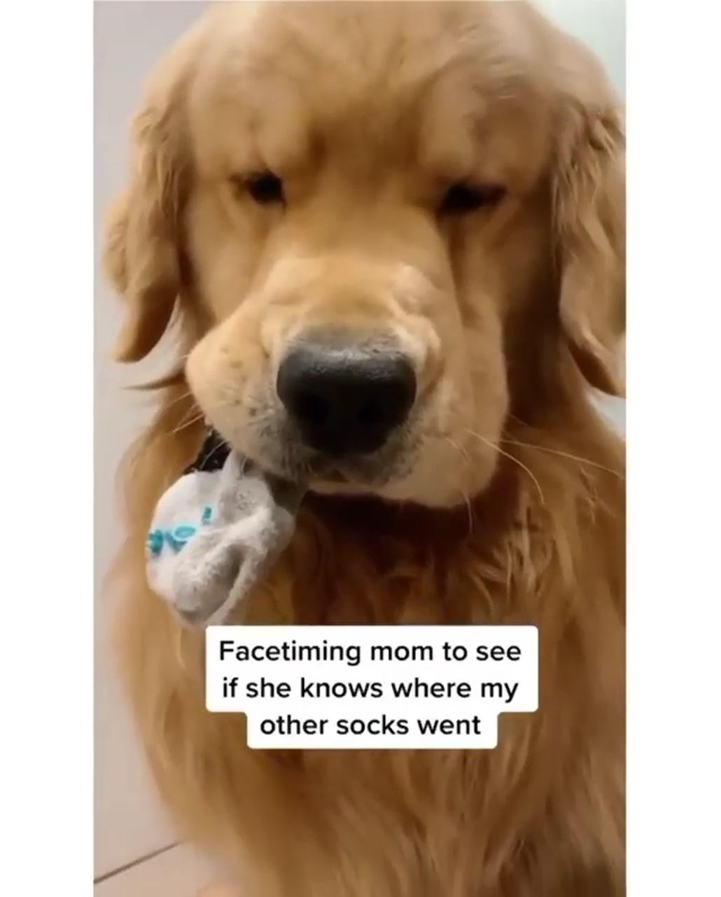Yo better gimme the sock now hooman or i will find it; funny dog memes
