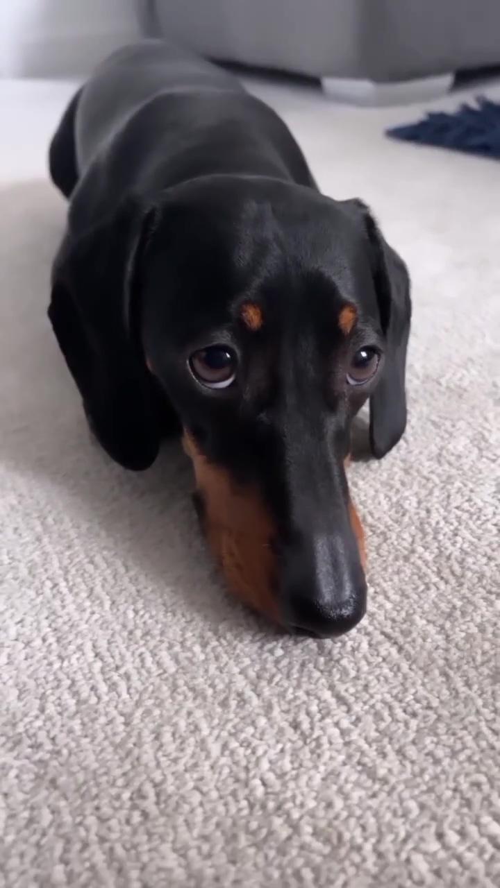 1 attention please ; dachshund funny