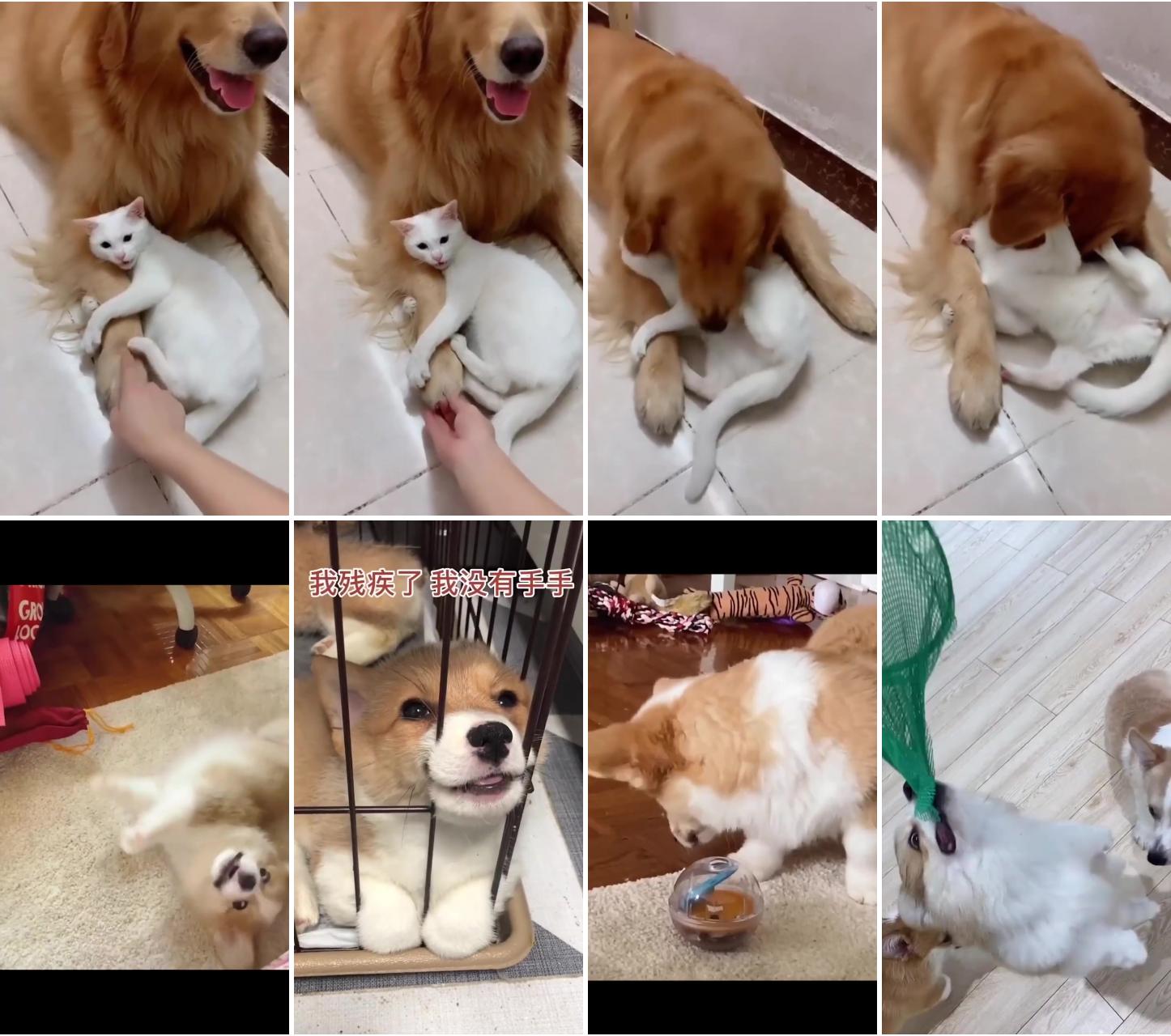 13 things about halarious cat you may not have known; cute dogs