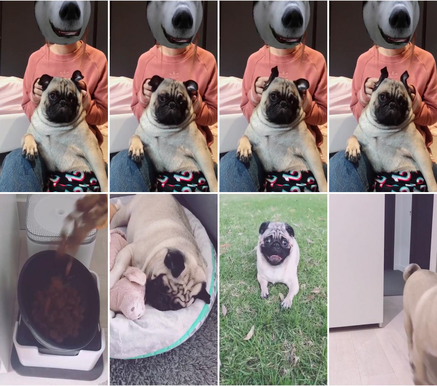 20 reasons to get pet insurance for your pug; are pugs jealous this is what to do
