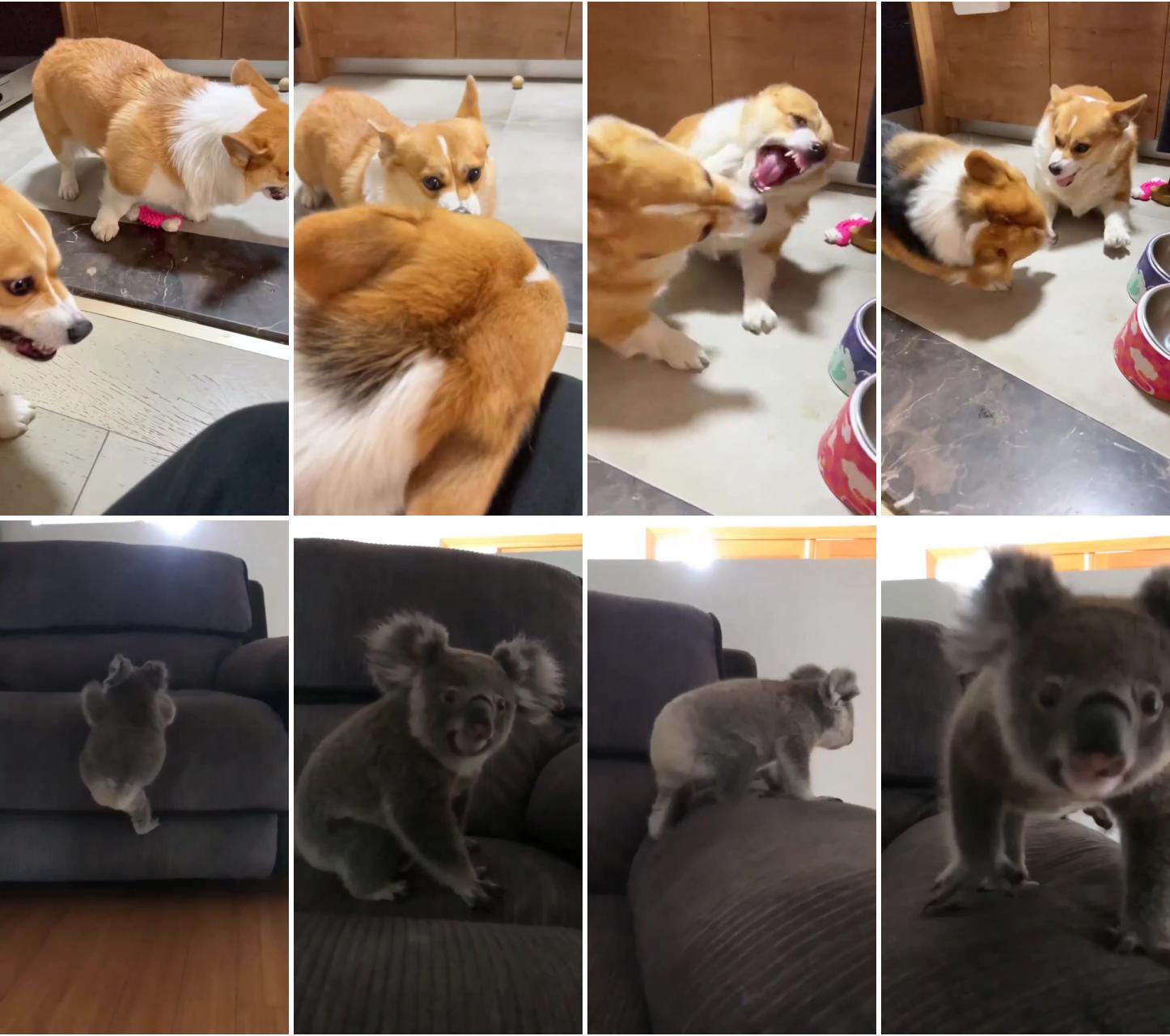 A bitter quarrel  | koalavideos