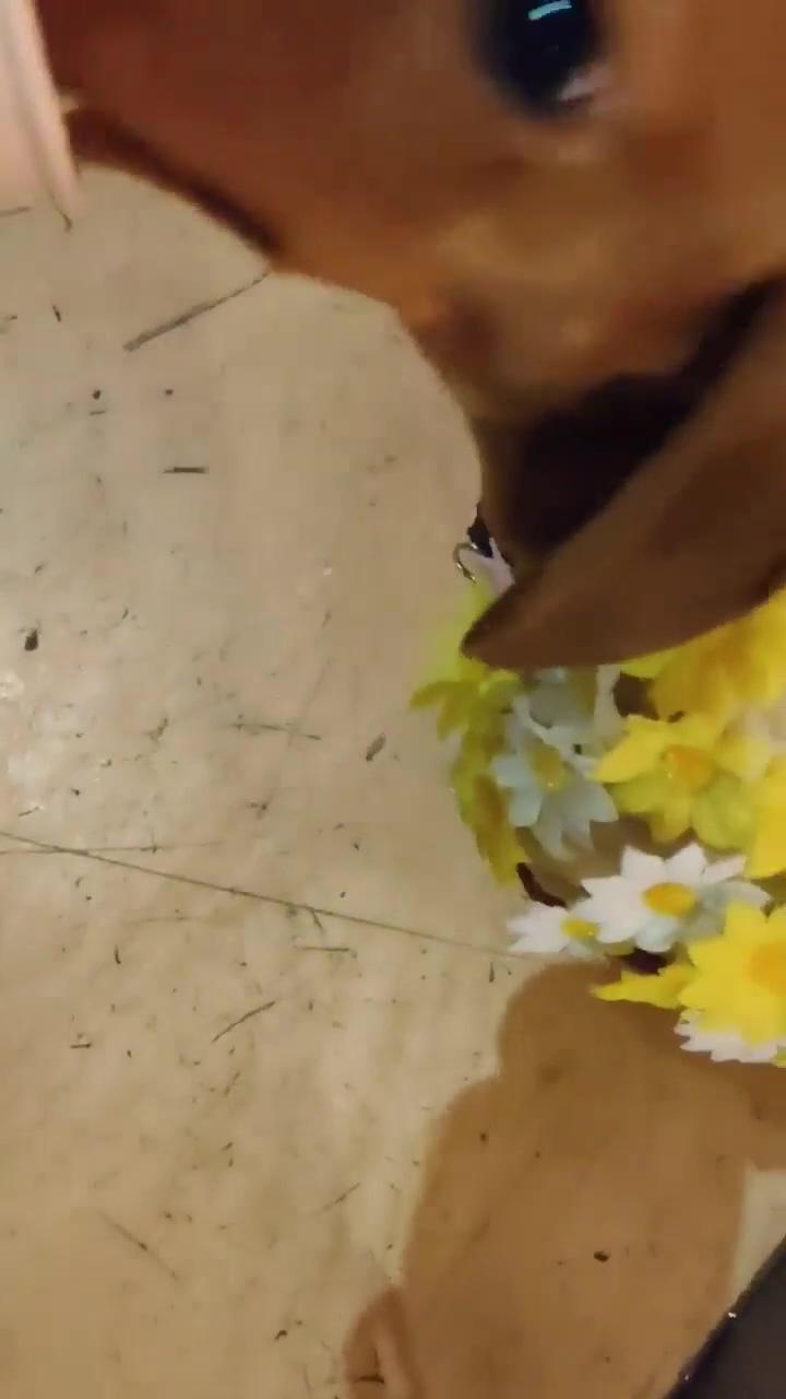 A cute floral dachshund dog | dachshund funny videos