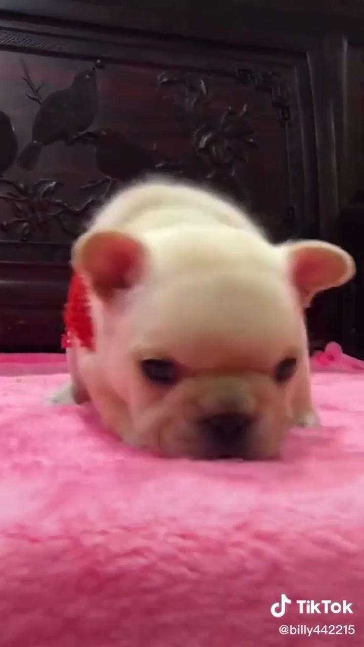 A funny and lovely bulldog puppy | cute dogs and puppies
