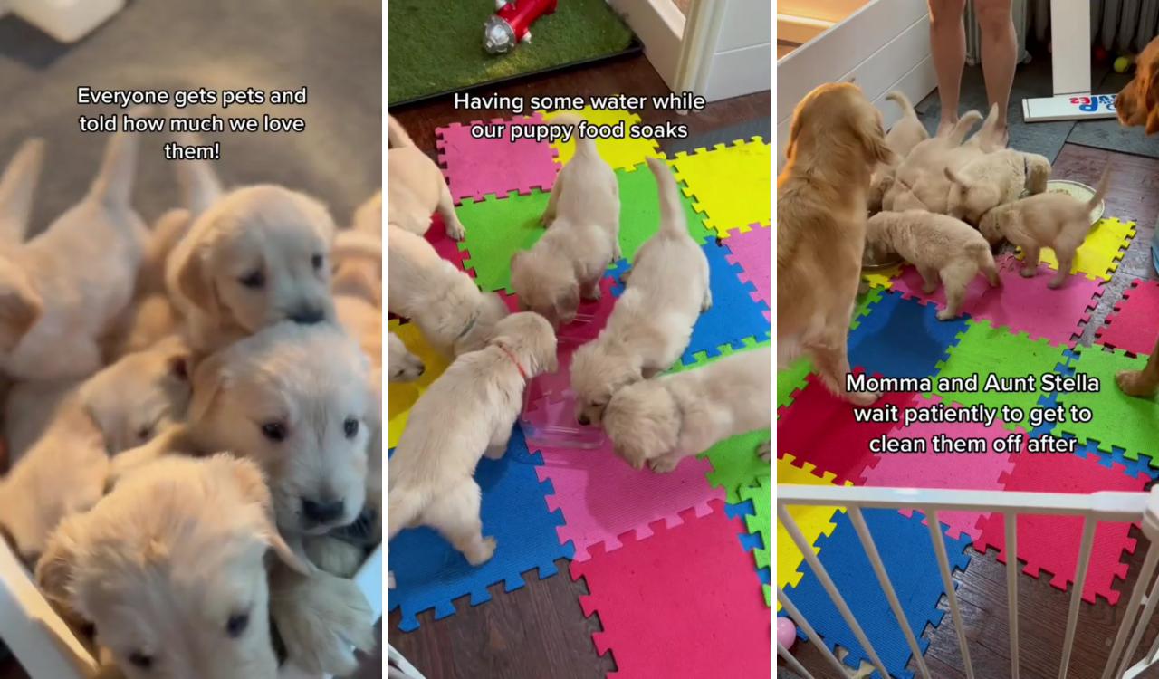 A morning routine with 11 puppies  #routine #puppies #cutepupies #morning; golden puppies