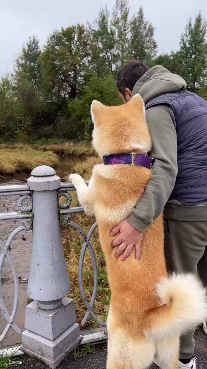 Adorable akita dog enjoys waterfront stroll with dad - watching ducks by the lake  | shiba inu puppy stair lesson: cute family moment