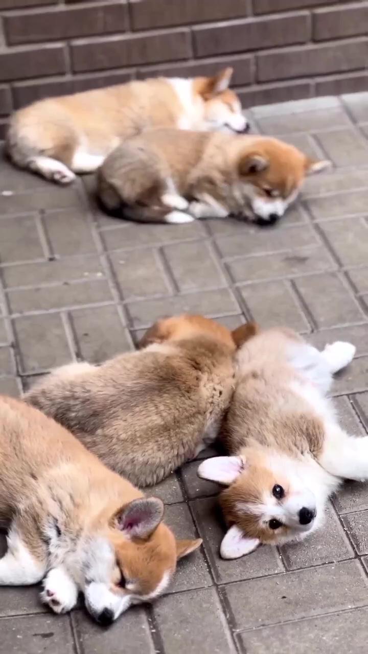 Adorable corgi puppies  - irresistibly cute and captivating ; cute corgi bootsy and his friend 