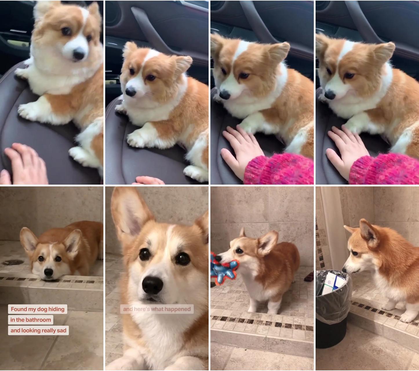 Adorable corgi puppy's nervous car ride - cute pet anxiety moments ; dog training