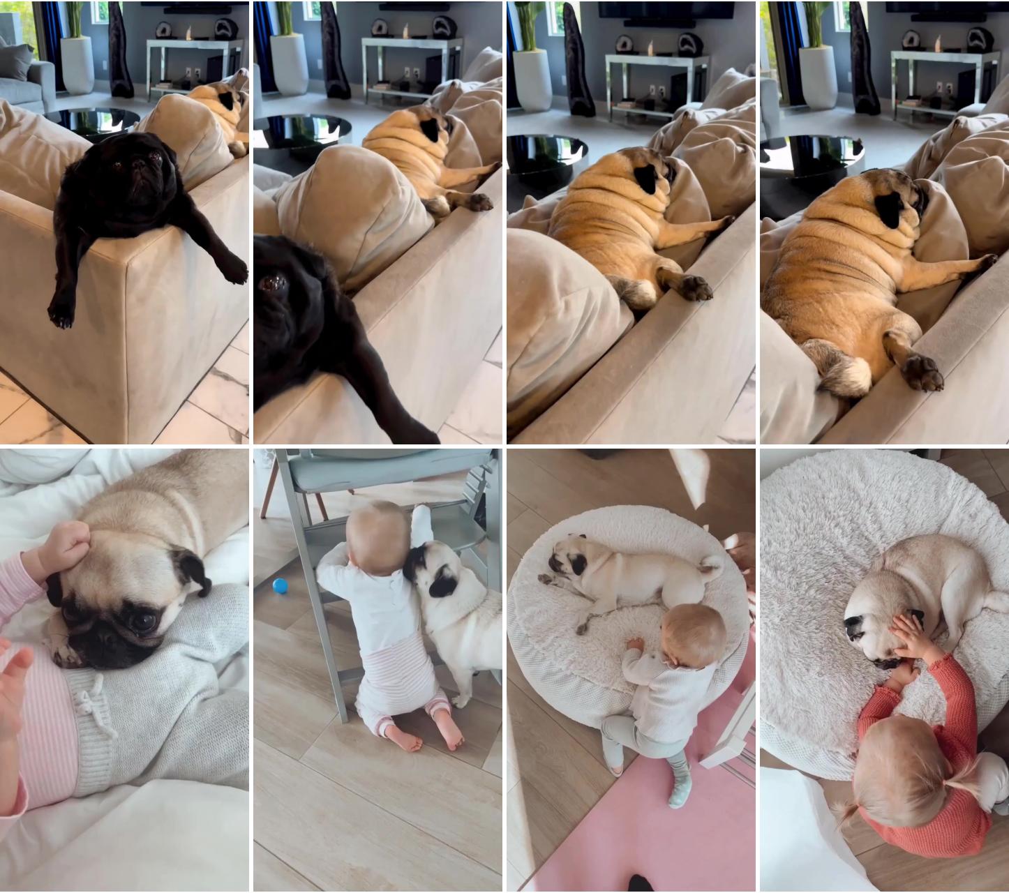 Adorable cute pug puppies video ; the dog has been with her since she was born  pug lover