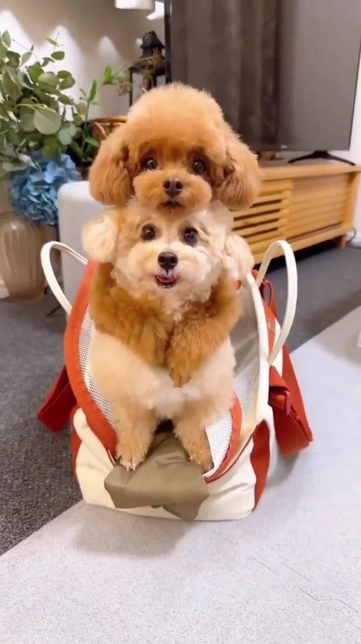 Adorable dogs, cute dogs, lovely dogs; very cute dogs