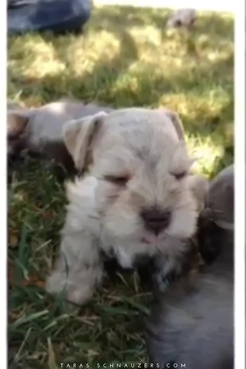 Adorable miniature schnauzer puppies | miniature schnauzer puppies