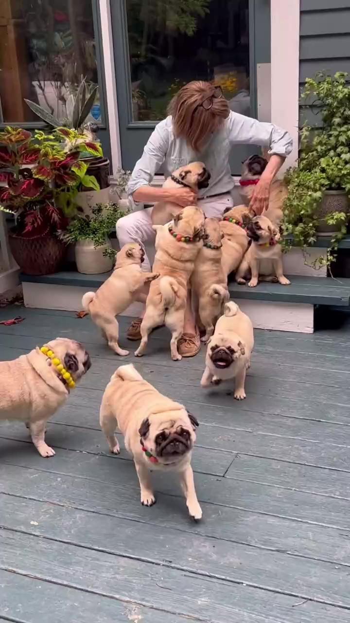 Adorable pug dog and puppy love, heartwarming video ; pug dog puppy