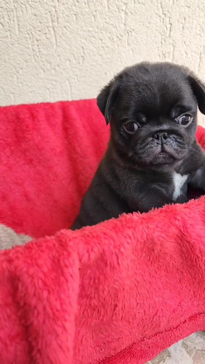 Adorable pug puppies playing with mom in their dog bed  | pug dog puppy