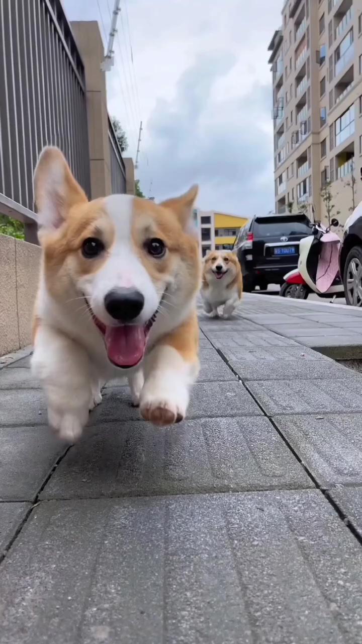 Adorable running corgi puppies - heartwarming canine moments, cute corgis coming to camera - must-s | run run 