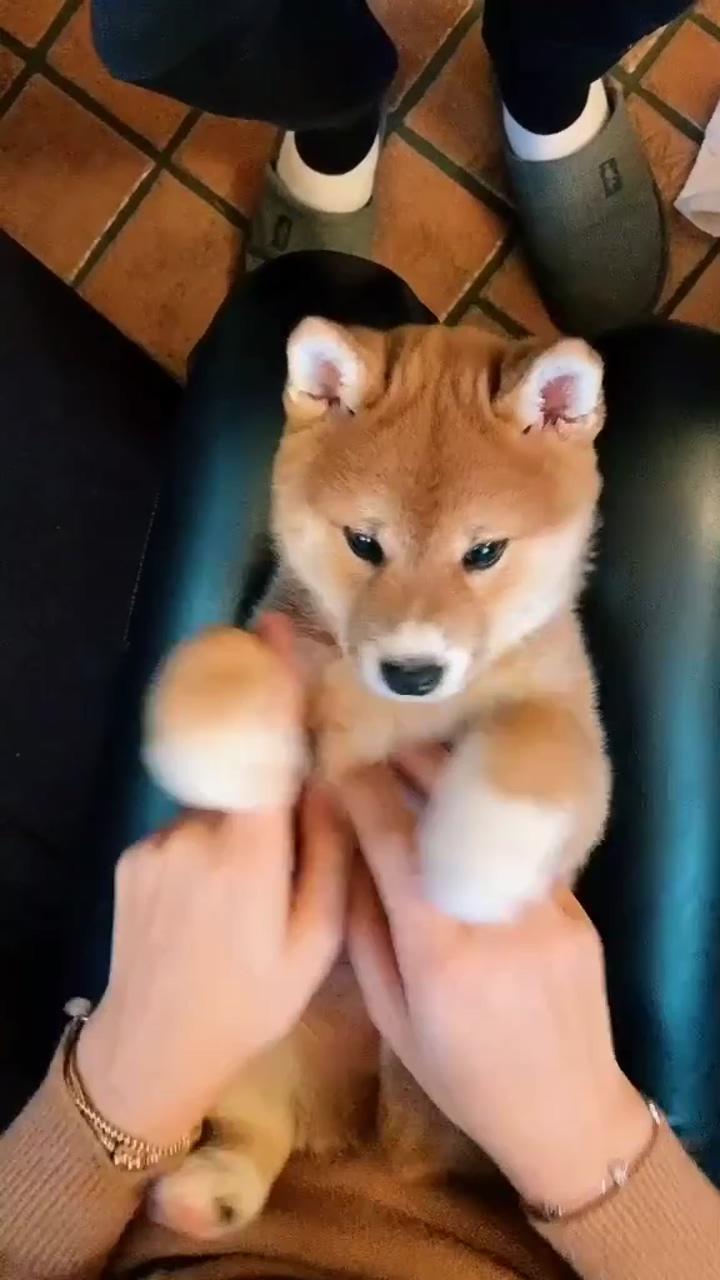 Adorable shiba inu puppy cuddles with mom: heartwarming moments of playtime  | dog toys
